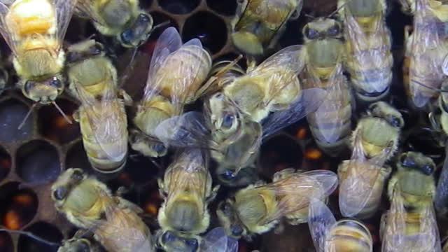 Allogrooming Honeybees