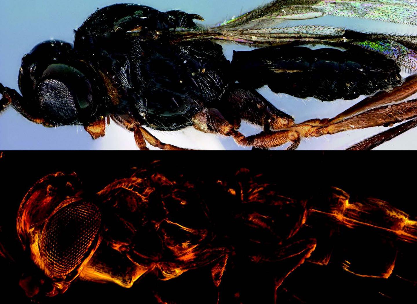 Modern Archaeoteleia Species (Top) Compared to Its New Ancient Relative (Bottom)