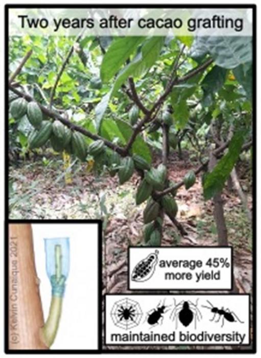 Highly productive grafted cacao tree (in background), and a representation of a fresh cacao graft in the bottom left corner.