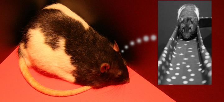 Laboratory Rats Help Reveal How the Brain Remembers Fearful Experiences