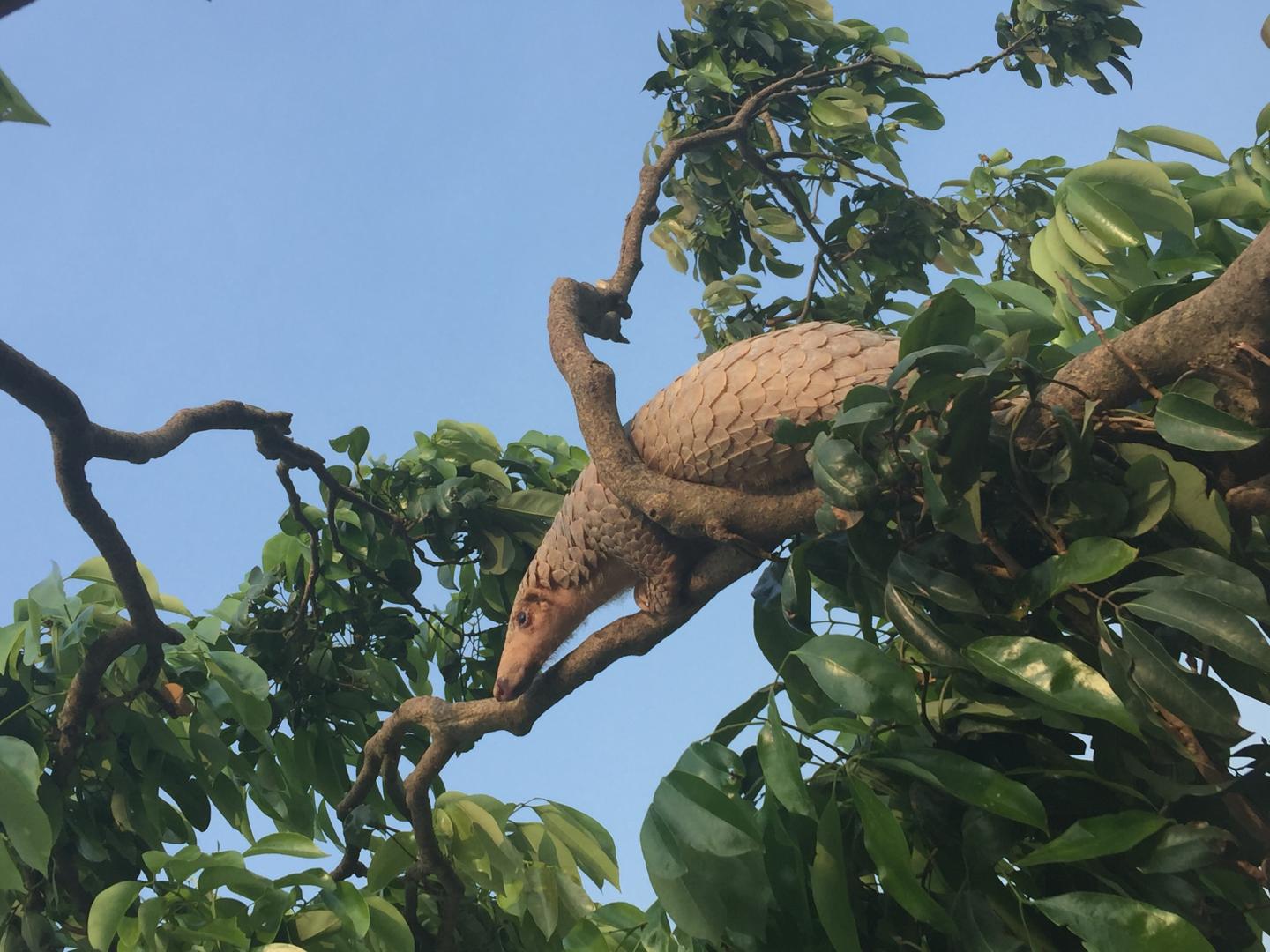 The Newly Emerged Coronavirus Did Not Spill Over from Scaly Anteaters