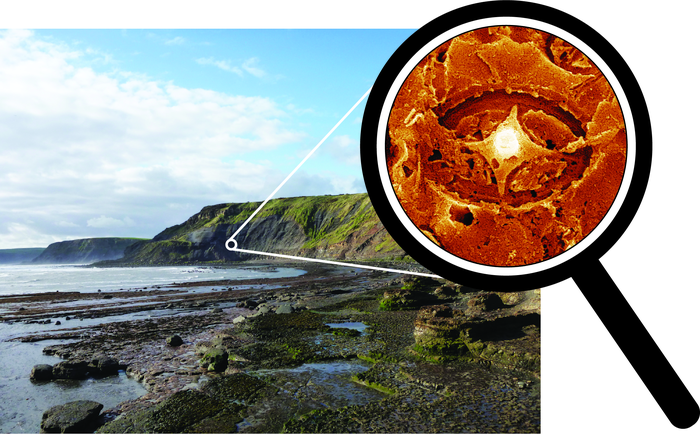 Ghost nannofossil from the Jurassic rocks of Yorkshire, UK.