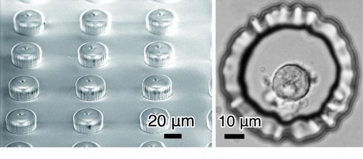 Microprobe Array [IMAGE] | EurekAlert! Science News Releases
