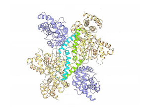 Mannitol-Synthesizing Enzyme