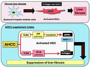 How AHCC might inhibit activation of hepatic stellate cells