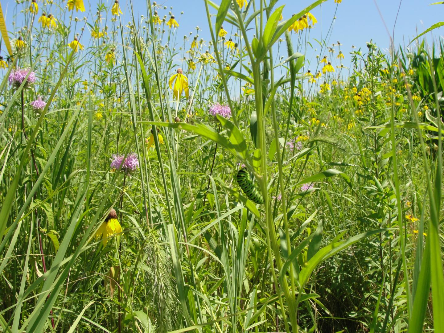 Prairie Flowers