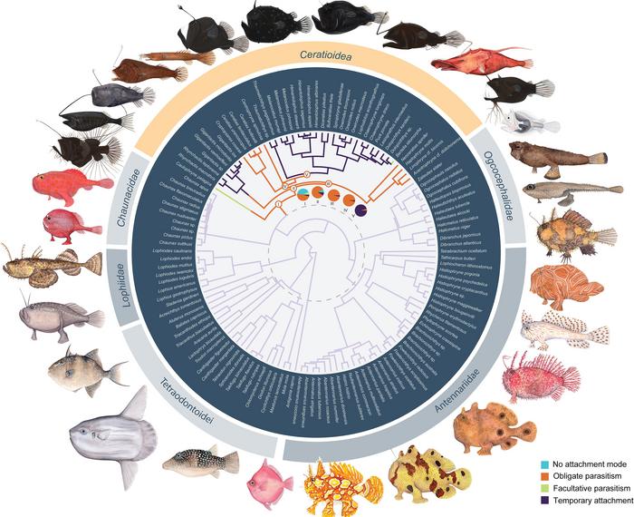 The evolutionary context of anglerfish immunogenomic degradation