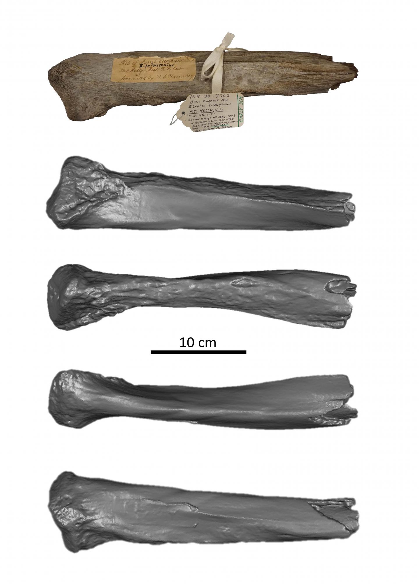 Photo and 3D model of Mount Holly mammoth rib fragment