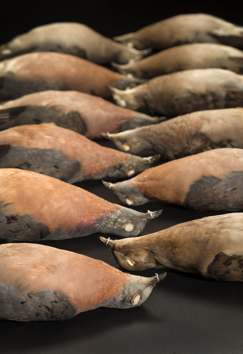 Passenger pigeons, Denver Museum of Nature and Science