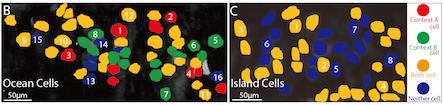 Ocean Cells Differentiate Context