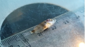 Sharpsnout seabream‘s mortality during early life stages has a genetic base