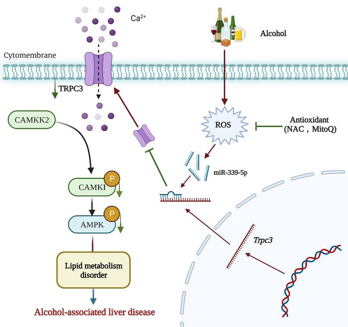 The proposed model of hepatic TRPC3-regulated ALD.