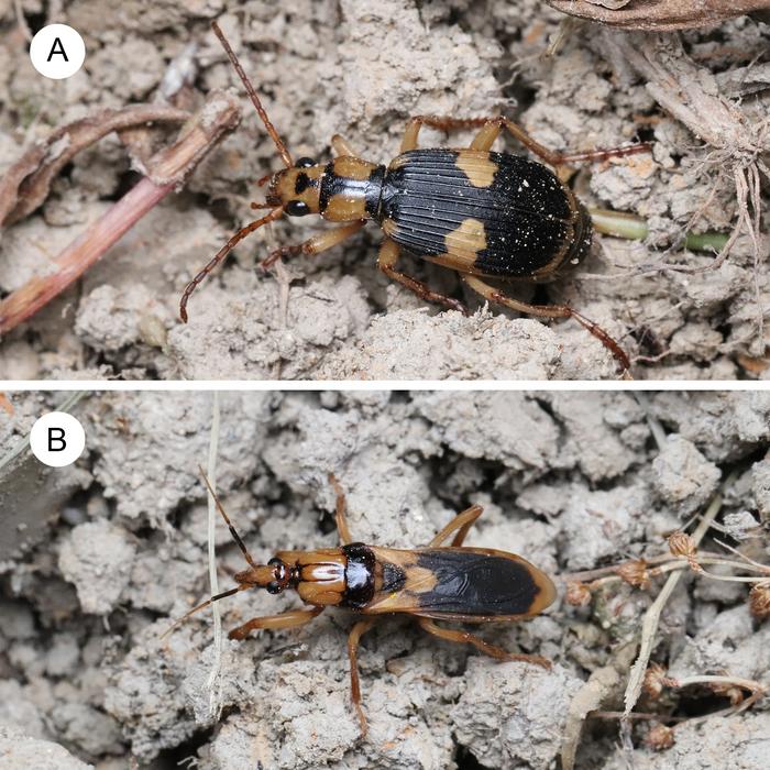 A bombardier beetle and an assassin bug.