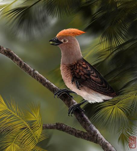 Reconstruction of <i>Chongmingia zhengi</i>