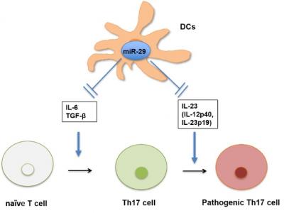 The Role of miRNAs in IBD