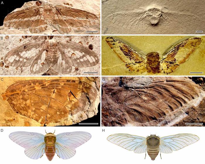 Representatives of early Palaeontinidae and late Palaeontinidae