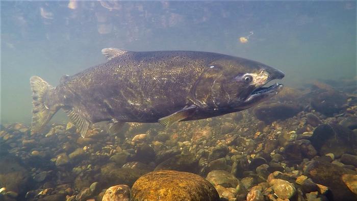 Chinook salmon swims over gravel and pebbles