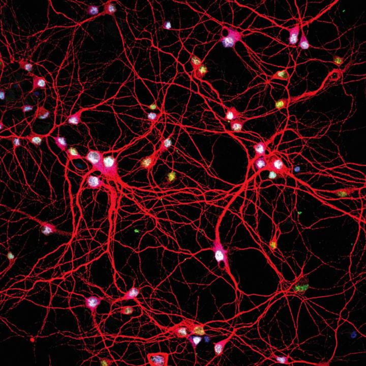 Many Neurons Expressing Topoisomerase-1