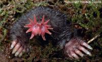 Star Nosed Mole (2 of 2)