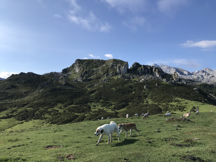 Livestock guardian dogs in hills