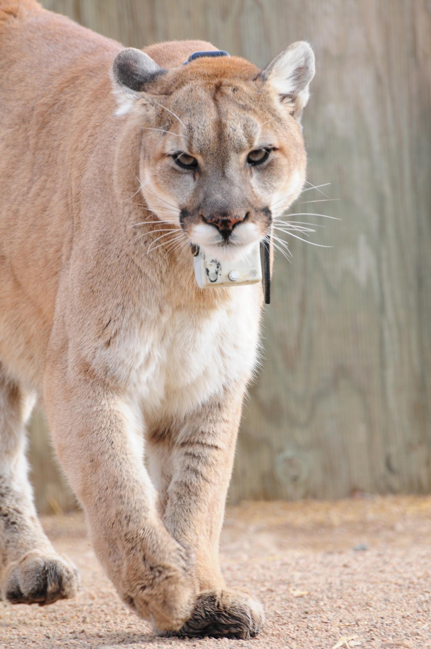 Cheetahs and Pumas Strike a Balance to Hunt (9 of 18)