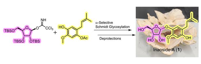 First-ever synthesis of inaoside A from easily obtainable precursors