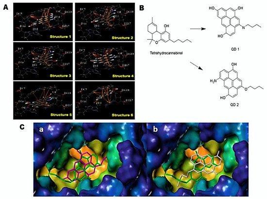 Carbon Quantum Dots