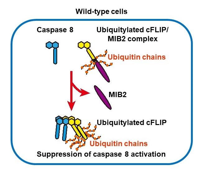 図1．MIB2によりユビキチン化されたcFLIPLはカスパーゼ8の活性化を阻害する