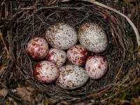Warber and Cowbird Eggs
