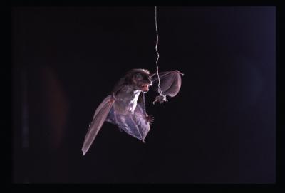 Bats Foiled by Moth Sonar-Jamming (5 of 5)