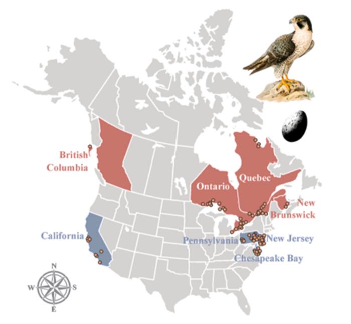 Map of peregrine falcon egg sampling sites across North America
