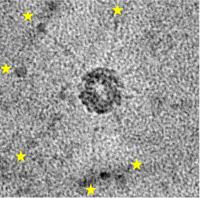 Orsay Virus-Like Particle