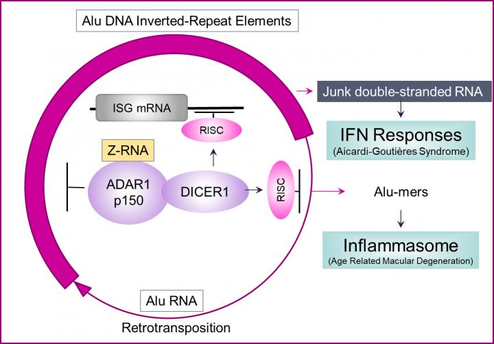 Junk RNA in Cancer