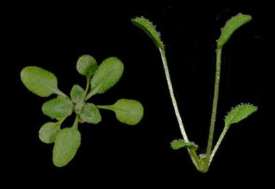 Arabidopsis thaliana plants