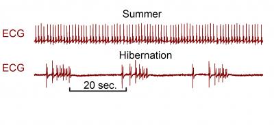 During Hibernation, Bear Metab [IMAGE] | EurekAlert! Science News Releases