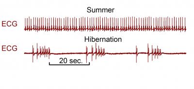 During Hibernation, Bear Metabolism Hits New Low (4 of 12)