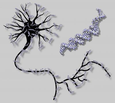 A DNA-based Artificial Neural Network