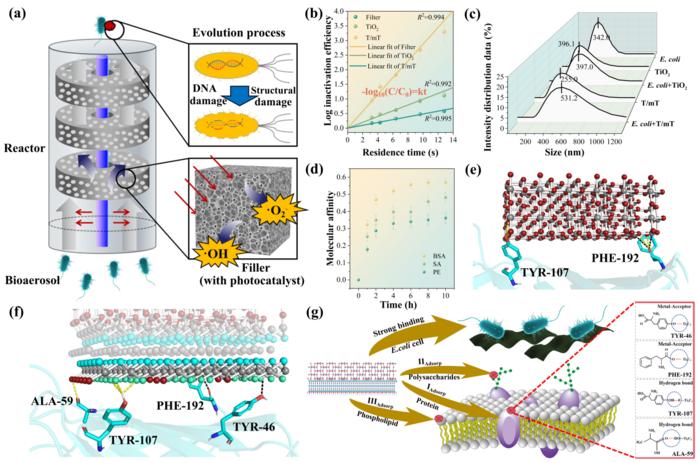 Photocatalytic performance and interfacial adsorption behavior.