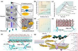 Photocatalytic performance and interfacial adsorption behavior.