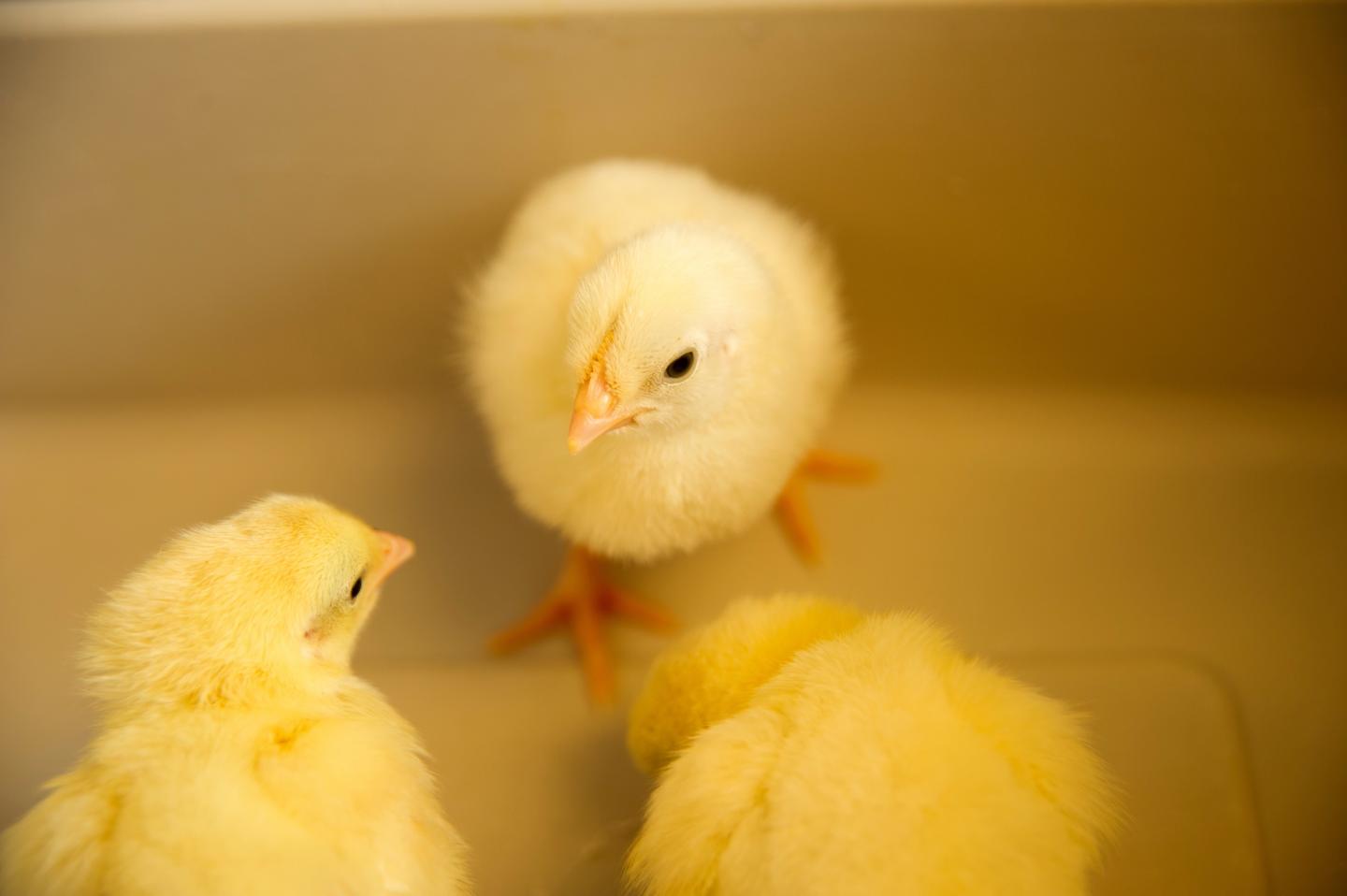 Baby Chicks [IMAGE] EurekAlert! Science News Releases