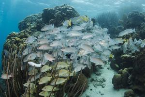 Bluestriped Grunts & Gray Snapper