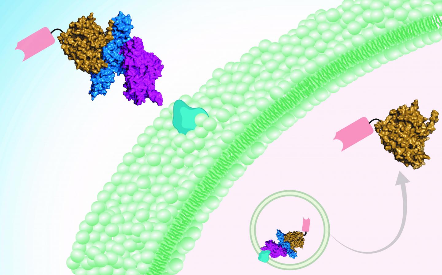 Botulinum toxin-based delivery platform