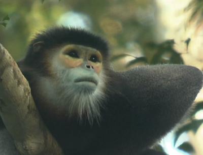 Black-Shanked Douc Langur