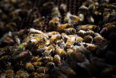 Honey Bees. The Colored Markings Were used to Track Individual Bees During the Study
