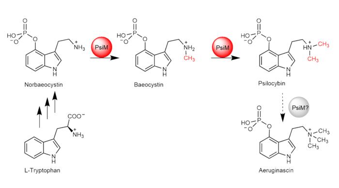 The biosynthesis of psilocybin