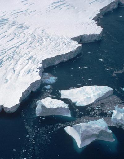 Antarctic Species Dwindle as Icebergs Batter Shores Year-Round (1 of 3)