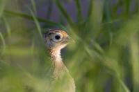 A Pheasant Chick in the Wild