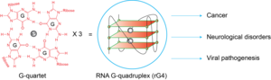 RNA G-quadruplex