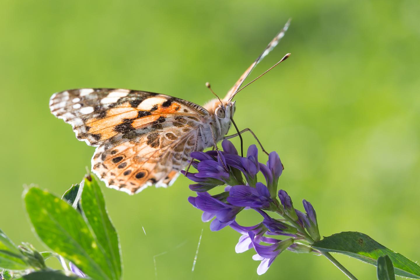 A painted lady butterfly