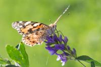 A painted lady butterfly